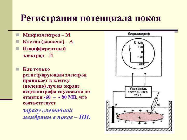  Регистрация потенциала покоя n Микроэлектрод – М n Клетка (волокно) – А n