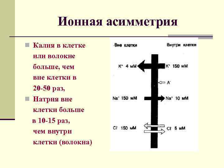  Ионная асимметрия n Калия в клетке или волокне больше, чем вне клетки в