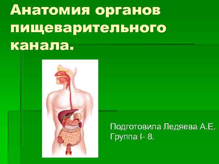 Анатомия органов пищеварительного канала. Подготовила Ледяева А. Е. Группа I 8. 