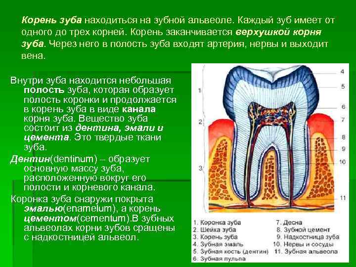  Корень зуба находиться на зубной альвеоле. Каждый зуб имеет от одного до трех