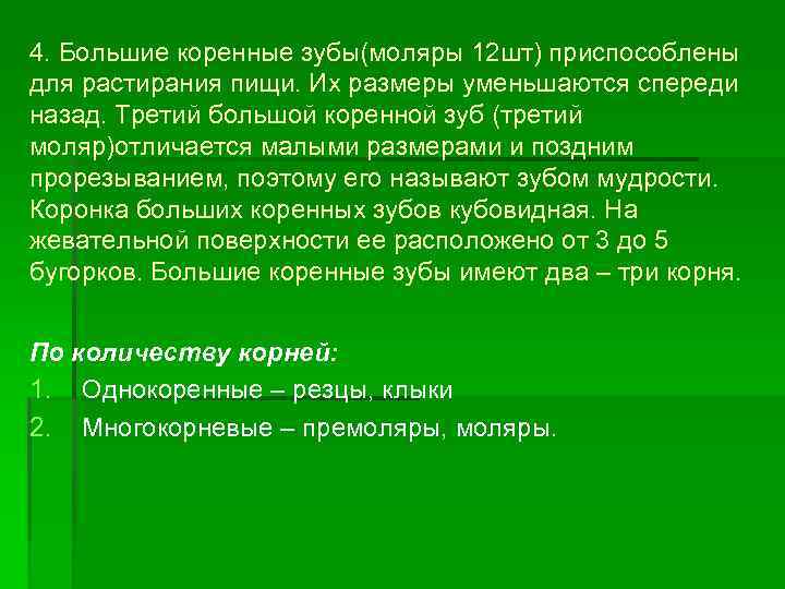 4. Большие коренные зубы(моляры 12 шт) приспособлены для растирания пищи. Их размеры уменьшаются спереди