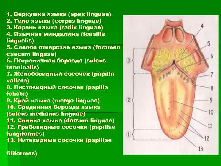 1. Верхушка языка (apex linguae) 2. Тело языка (corpus linguae) 3. Корень языка (radix