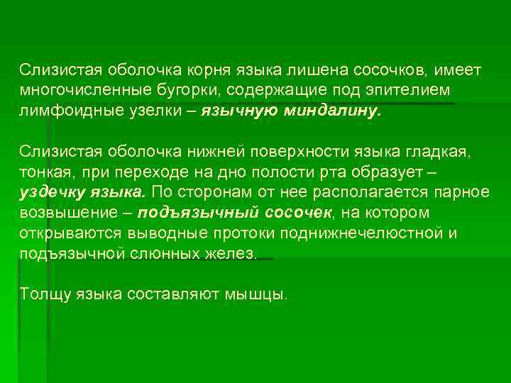 Слизистая оболочка корня языка лишена сосочков, имеет многочисленные бугорки, содержащие под эпителием лимфоидные узелки