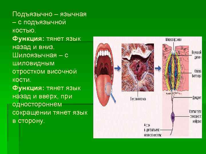 Подъязычно – язычная – с подъязычной костью. Функция: тянет язык назад и вниз. Шилоязычная