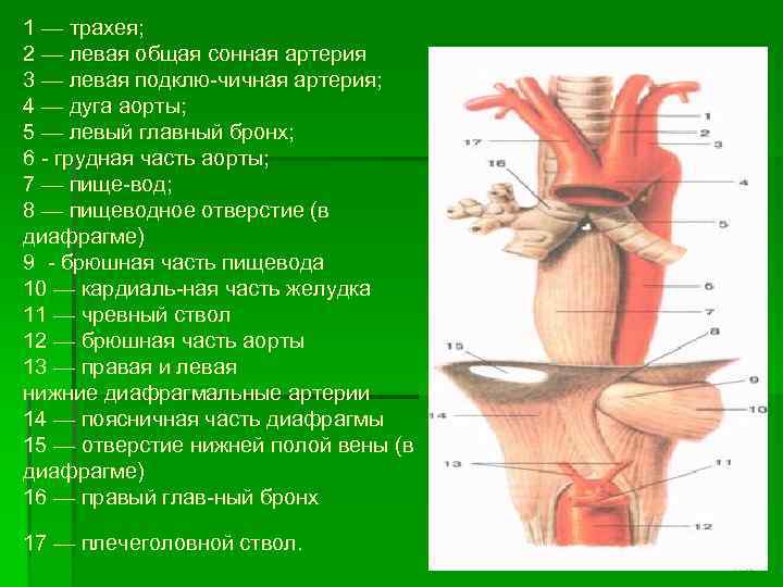 1 — трахея; 2 — левая общая сонная артерия 3 — левая подклю чичная