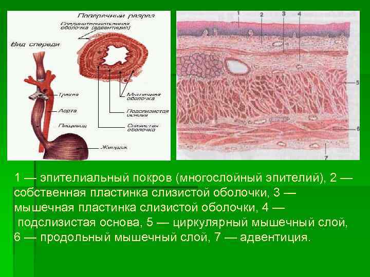 1 — эпителиальный покров (многослойный эпителий), 2 — собственная пластинка слизистой оболочки, 3 —