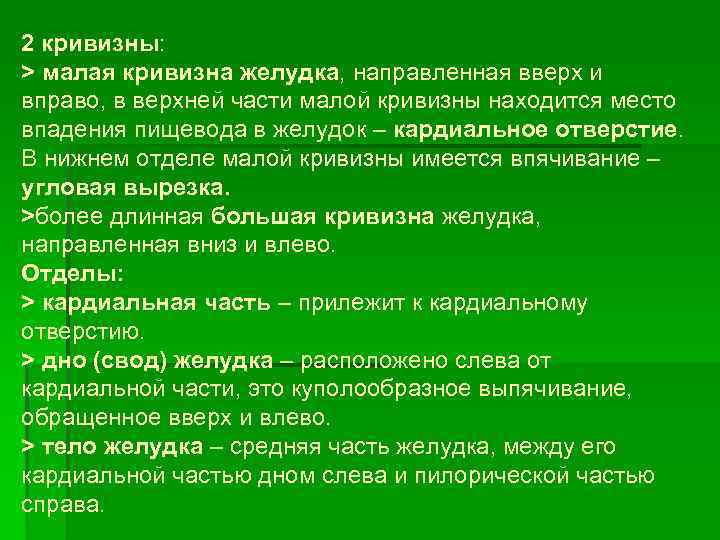 2 кривизны: > малая кривизна желудка, направленная вверх и вправо, в верхней части малой