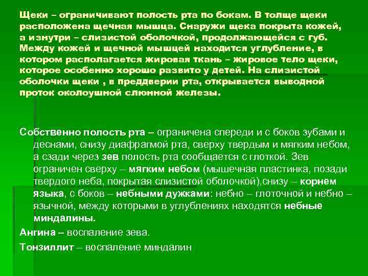 Щеки – ограничивают полость рта по бокам. В толще щеки расположена щечная мышца. Снаружи