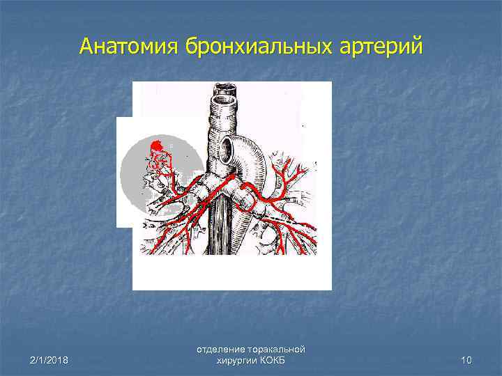 Легочные артерии анатомия