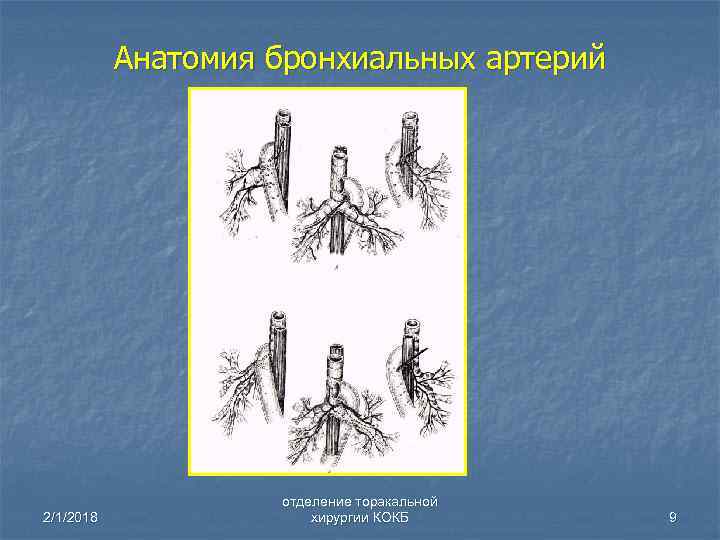 Анатомия бронхиальных артерий 2/1/2018 отделение торакальной хирургии КОКБ 9 