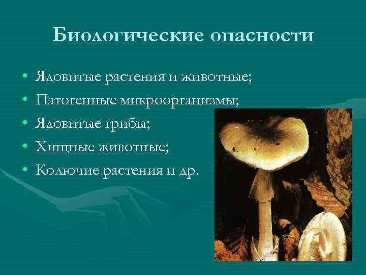 Биологические опасности • • • Ядовитые растения и животные; Патогенные микроорганизмы; Ядовитые грибы; Хищные