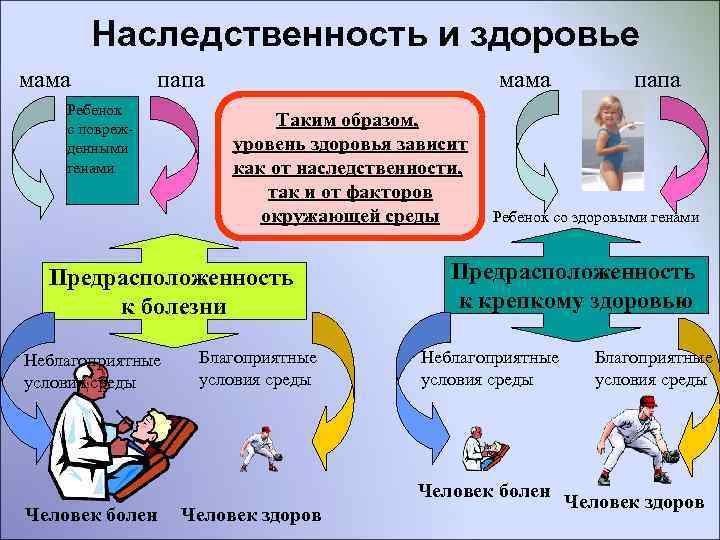  Наследственность и здоровье мама папа мама папа Ребенок с повреж- Таким образом, денными