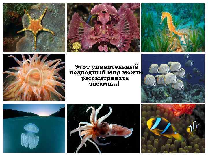 Этот удивительный подводный мир можно рассматривать часами…! 