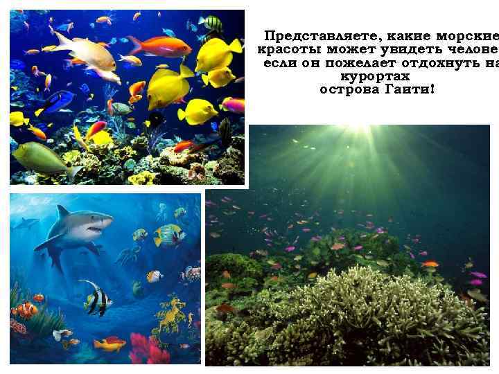 Представляете, какие морские красоты может увидеть человек если он пожелает отдохнуть на курортах острова