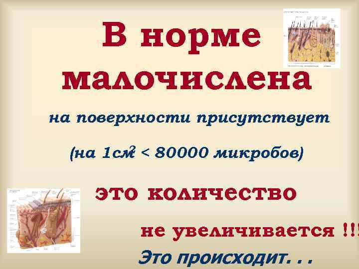  В норме малочислена на поверхности присутствует (на 1 см < 80000 микробов) 2