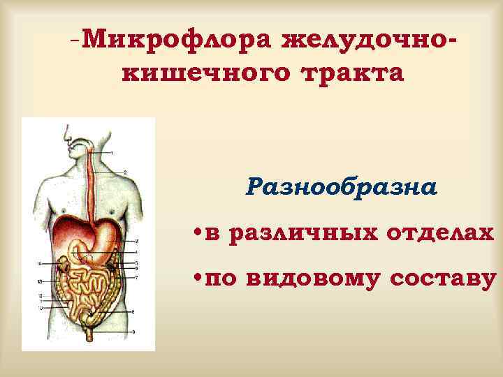 -Микрофлора желудочно- кишечного тракта Разнообразна • в различных отделах • по видовому составу 