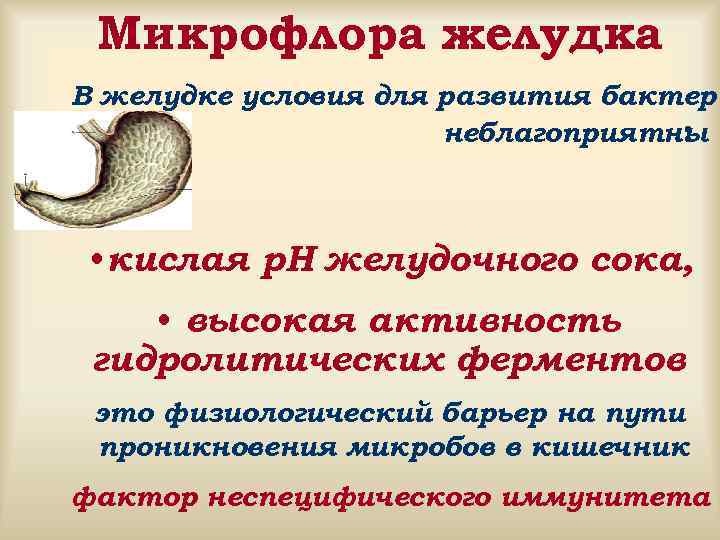 Микрофлора желудка