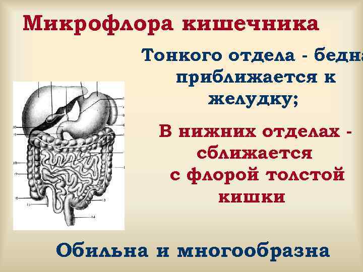 Микрофлора кишечника Тонкого отдела - бедна приближается к желудку; В нижних отделах - сближается