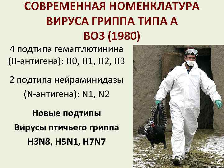 СОВРЕМЕННАЯ НОМЕНКЛАТУРА ВИРУСА ГРИППА ТИПА А ВОЗ (1980) 4 подтипа гемагглютинина (Н-антигена): Н 0,