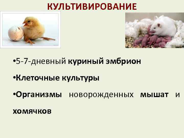 КУЛЬТИВИРОВАНИЕ • 5 -7 -дневный куриный эмбрион • Клеточные культуры • Организмы новорожденных мышат