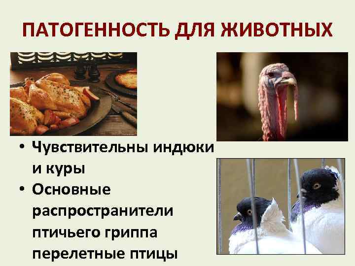 ПАТОГЕННОСТЬ ДЛЯ ЖИВОТНЫХ • Чувствительны индюки и куры • Основные распространители птичьего гриппа перелетные