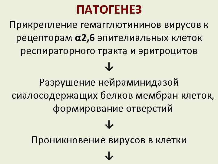 ПАТОГЕНЕЗ Прикрепление гемагглютининов вирусов к рецепторам α 2, 6 эпителиальных клеток респираторного тракта и