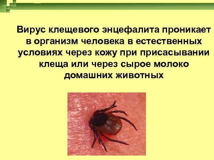 Вирус клещевого энцефалита проникает в организм человека в естественных условиях через кожу присасывании клеща