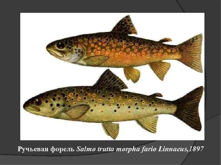 Ручьевая форель Salmo trutta morpha fario Linnaeus, 1897 