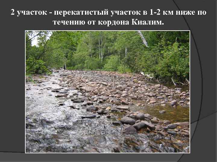 2 участок - перекатистый участок в 1 -2 км ниже по течению от кордона