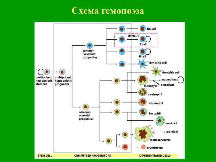 Схема гемопоэза 