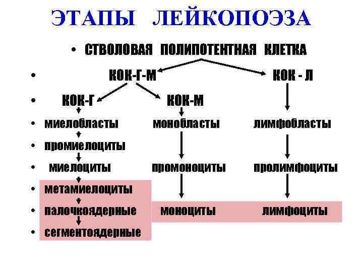 ЭТАПЫ ЛЕЙКОПОЭЗА • СТВОЛОВАЯ ПОЛИПОТЕНТНАЯ КЛЕТКА • • КОК-Г-М КОК - Л КОК-Г КОК-М