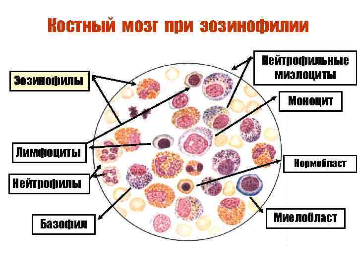 Мазок красного костного мозга рисунок