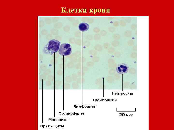 Клетки крови фото и описание