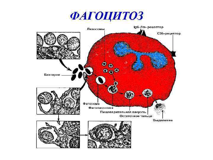 Фагоцитоз захват. Клеточный фагоцитоз схема. Фагоцитоз лейкоцитов схема. Феномен фагоцитоза. Фагоцитоз физиология схема.