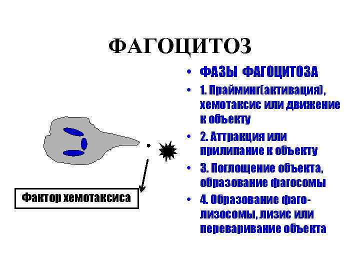 ФАГОЦИТОЗ • ФАЗЫ ФАГОЦИТОЗА Фактор хемотаксиса • 1. Прайминг(активация), хемотаксис или движение к объекту