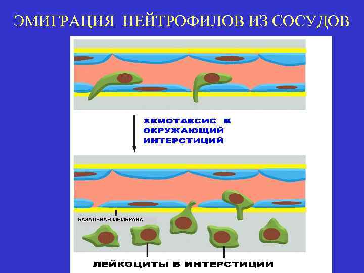 ЭМИГРАЦИЯ НЕЙТРОФИЛОВ ИЗ СОСУДОВ 