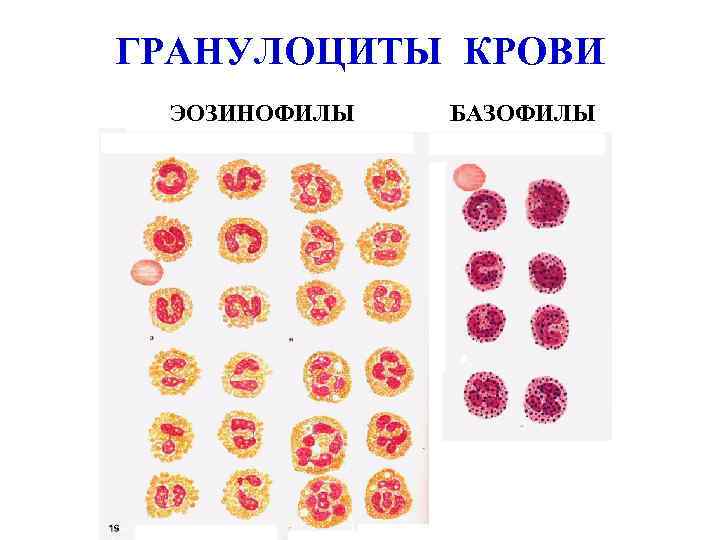 ГРАНУЛОЦИТЫ КРОВИ ЭОЗИНОФИЛЫ БАЗОФИЛЫ 