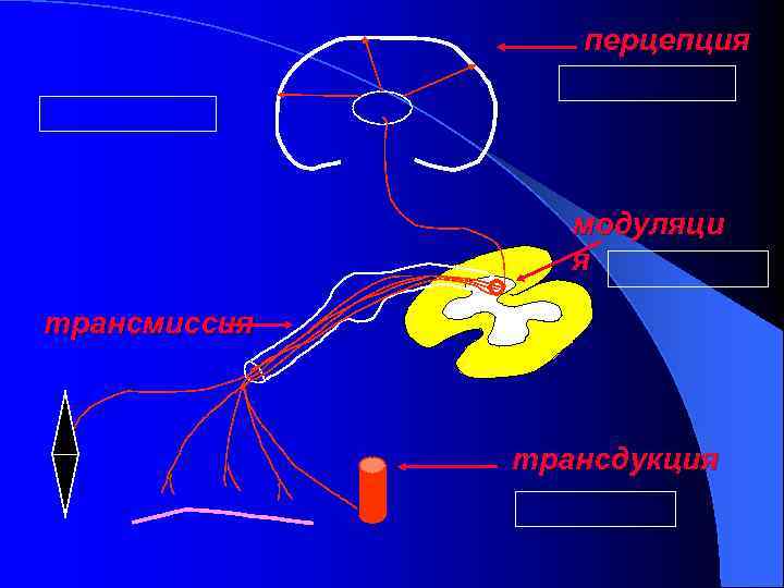 перцепция модуляци я трансмиссия трансдукция 