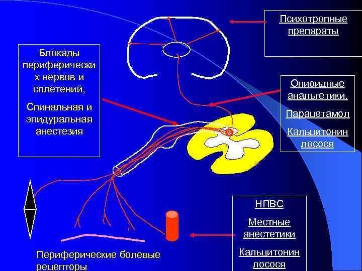 Психотропные препараты Блокады периферически х нервов и сплетений, Опиоидные анальгетики, Спинальная и эпидуральная анестезия