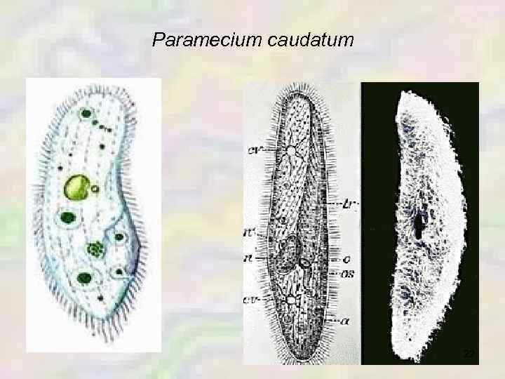 Paramecium caudatum 22 