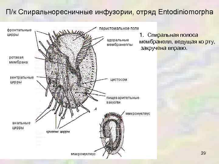 П/к Спиральноресничные инфузории, отряд Entodiniomorpha 1. Спиральная полоса мембранелл, ведущая ко рту, закручена вправо.