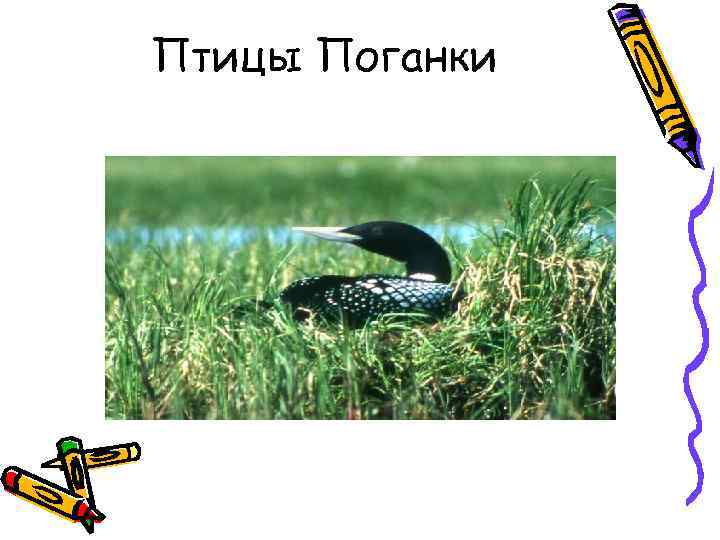 Птицы Поганки 