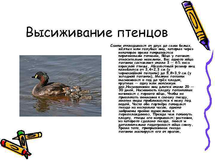 Высиживание птенцов Самки откладывают от двух до семи белых, жёлтых или голубых яиц, которые