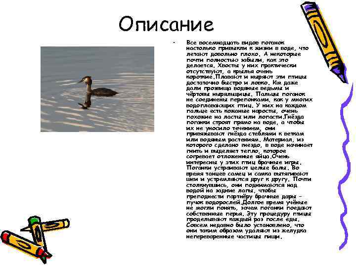 Описание • Все восемнадцать видов поганок настолько привыкли к жизни в воде, что летают