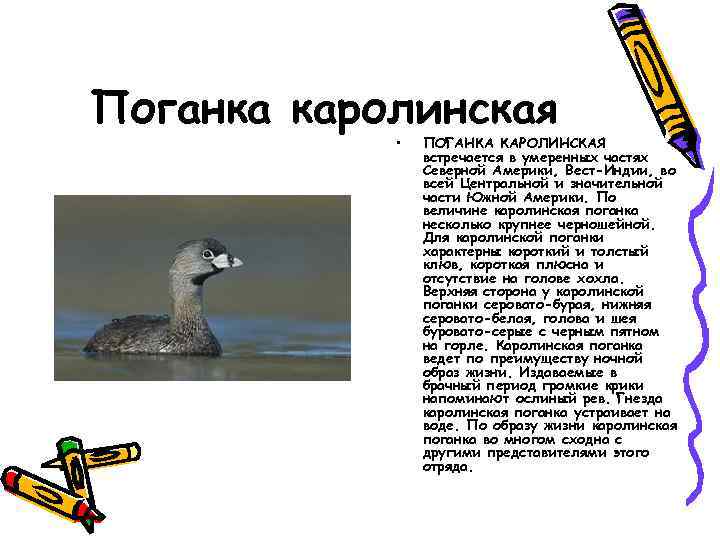 Поганка каролинская • ПОГАНКА КАРОЛИНСКАЯ встречается в умеренных частях Северной Америки, Вест-Индии, во всей