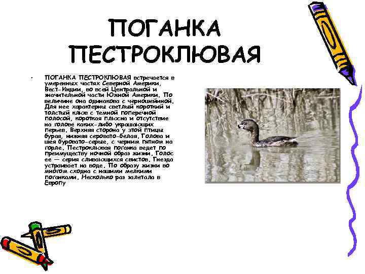 ПОГАНКА ПЕСТРОКЛЮВАЯ • ПОГАНКА ПЕСТРОКЛЮВАЯ встречается в умеренных частях Северной Америки, Вест-Индии, во всей