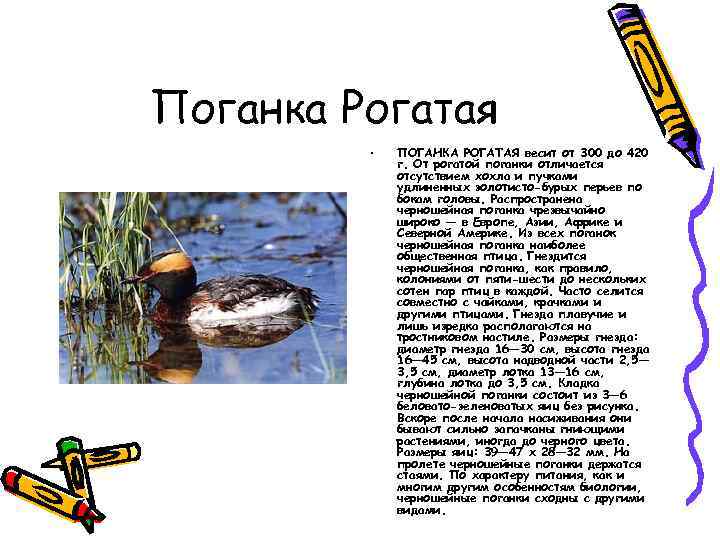 Поганка Рогатая • ПОГАНКА РОГАТАЯ весит от 300 до 420 г. От рогатой поганки