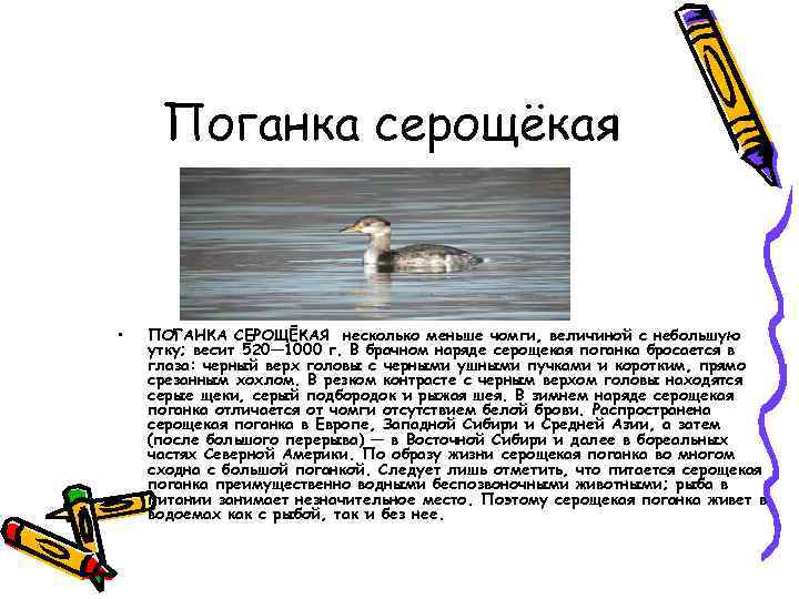 Поганка серощёкая • ПОГАНКА СЕРОЩЁКАЯ несколько меньше чомги, величиной с небольшую утку; весит 520—