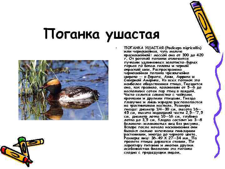 Поганка ушастая • ПОГАНКА УШАСТАЯ (Podiceps nigricollis) или черношейная, чуть мельче красношейной: массой она