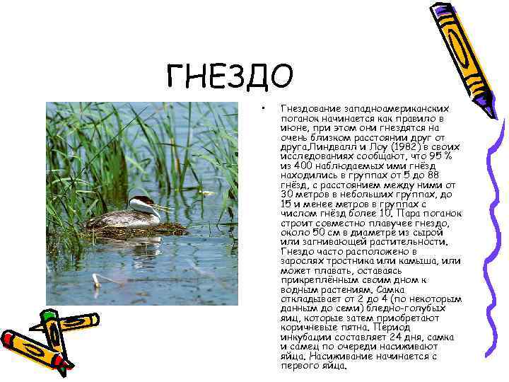 ГНЕЗДО • Гнездование западноамериканских поганок начинается как правило в июне, при этом они гнездятся